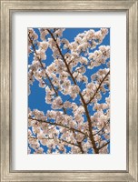 Framed Cherry Tree Blossoms In Spring, Washington State