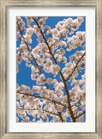 Framed Cherry Tree Blossoms In Spring, Washington State