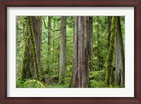 Framed Old Growth Forest On Barnes Creek Trail, Washington State