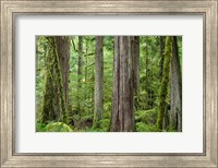Framed Old Growth Forest On Barnes Creek Trail, Washington State
