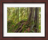 Framed Western Red Cedar Growing On A Boulder, Washington State