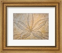 Framed Design On The Top Of A Sand Dollar Shell