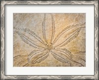 Framed Design On The Top Of A Sand Dollar Shell