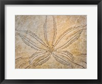 Framed Design On The Top Of A Sand Dollar Shell