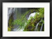 Framed Spring Scene At Panther Creek Waterfall, Washington State