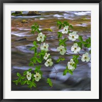 Framed Pacific Dogwood Branch Over Panther Creek, Washington State