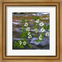 Framed Pacific Dogwood Branch Over Panther Creek, Washington State