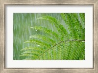 Framed Fern In Rainfall