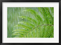 Framed Fern In Rainfall