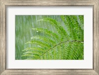 Framed Fern In Rainfall