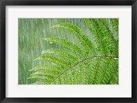 Framed Fern In Rainfall