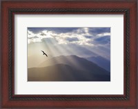 Framed Seagull And God Rays Over The Olympic Mountains