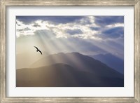 Framed Seagull And God Rays Over The Olympic Mountains