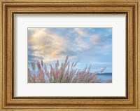 Framed Scenic View Of Pennisetum Ornamental Grasses