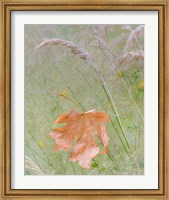Framed Maple Leaf In Meadow Grasses