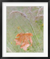 Framed Maple Leaf In Meadow Grasses