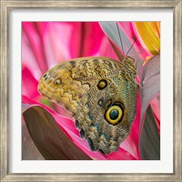 Framed Close-Up Of An Owl Butterfly