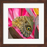 Framed Close-Up Of An Owl Butterfly