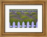 Framed Field Of Lavender With A  Picket Fence, Washington State