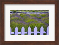 Framed Field Of Lavender With A  Picket Fence, Washington State