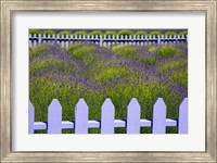 Framed Field Of Lavender With A  Picket Fence, Washington State