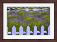 Framed Field Of Lavender With A  Picket Fence, Washington State