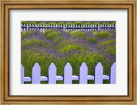 Framed Field Of Lavender With A  Picket Fence, Washington State