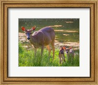 Framed Blacktail Deer With Twin Fawns