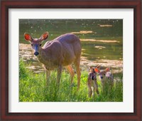 Framed Blacktail Deer With Twin Fawns