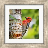 Framed Red-Breasted Sapsucker On A Paper Birch Tree