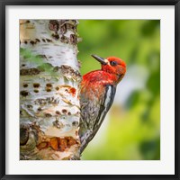Framed Red-Breasted Sapsucker On A Paper Birch Tree