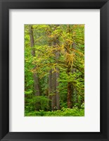 Framed Washington State, Gifford Pinchot National Forest Big Leaf Maple Tree Scenic