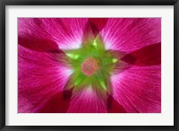 Framed Pink Hollyhock Blossom Composite