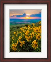 Framed Landscape With Douglas' Sunflowers In The Palouse Hills