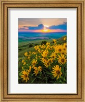 Framed Landscape With Douglas' Sunflowers In The Palouse Hills