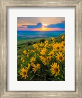 Framed Landscape With Douglas' Sunflowers In The Palouse Hills