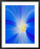 Framed Close-Up Of A Morning Glory Flower