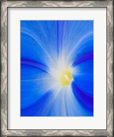 Framed Close-Up Of A Morning Glory Flower