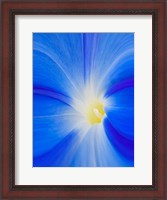 Framed Close-Up Of A Morning Glory Flower