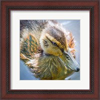 Framed Close-Up Of A Mallard Duck Chick