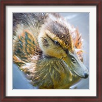 Framed Close-Up Of A Mallard Duck Chick