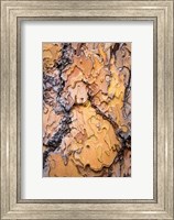 Framed Ponderosa Pine Tree Bark Detail