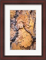 Framed Ponderosa Pine Tree Bark Detail