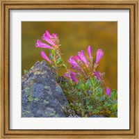 Framed Pink Penstemon Flowers, Washington State