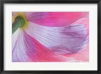 Framed Underside Of A Pink Poppy Flower