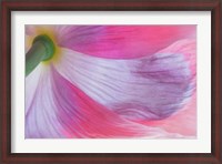 Framed Underside Of A Pink Poppy Flower