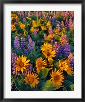 Framed Balsamroot And Lupine In Evening Light