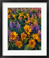 Framed Balsamroot And Lupine In Evening Light