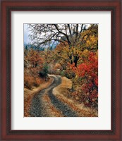 Framed Road And Autumn-Colored Oaks, Washington State