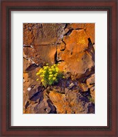 Framed Lomatium Flowers On Basalt Rocks